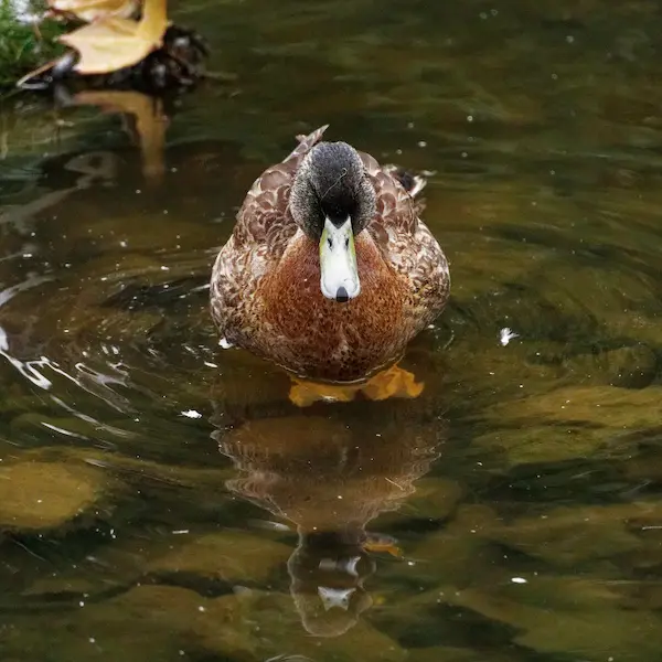 Duck (11)